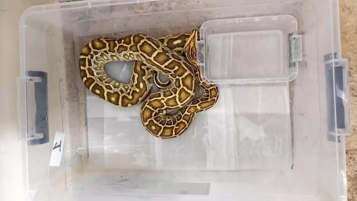 Sivas’ta Kaçak Hayvan Operasyonu